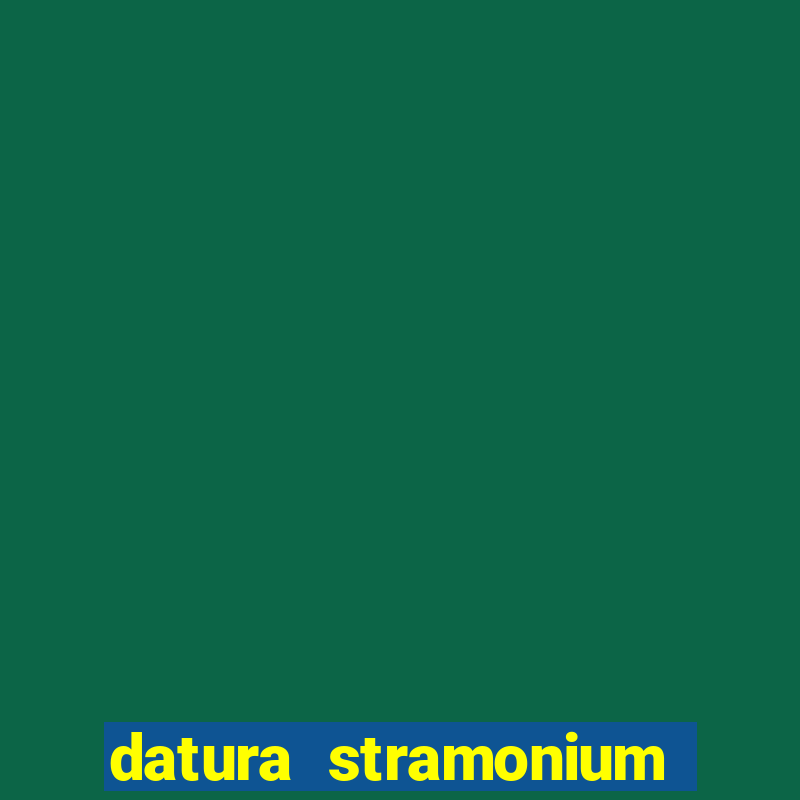 datura stramonium medicinal uses